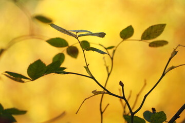 Zielone liście na żółtym tle jesienią - obrazy, fototapety, plakaty