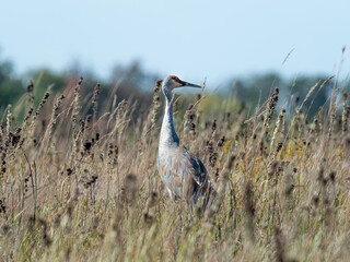 sandhill crane stands out in tall prairie grass © David Halgrimson