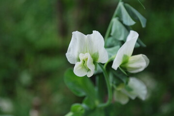 Obraz na płótnie Canvas white pea flower in the garden