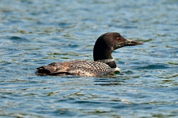 Common Loon