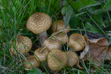 Armillaria mellea mushrooms close-up among green grass in autumn macro photography of young boletus mushrooms with a clear texture photo taken during the day in clear weather