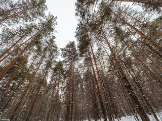 Pine trunks in winter forest on a cloudy day