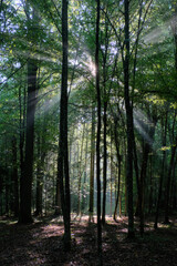 Obraz premium Sunbeam entering rich deciduous forest
