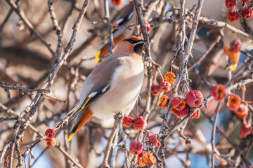 Naklejka premium Bohemian waxwing, a beautiful tufted bird, Latin name Bombycilla garrulus, sitting on a wild apple tree and eats red wild apples in winter or early spring day.