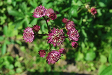 beautiful pink flower, and green at the background