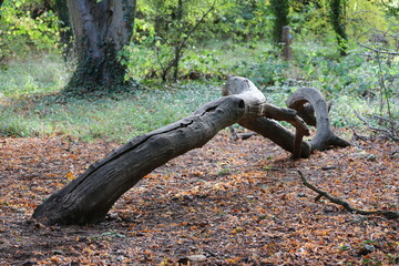 Dead Tree in the Forest