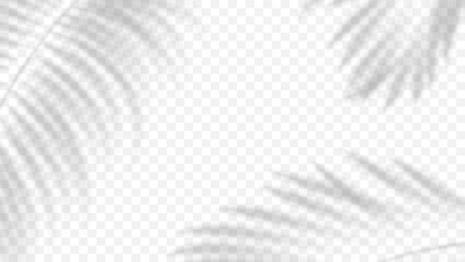 Realistic transparent shadows of a tropical branches with leaves isolated on a transparent background. Vector illustration