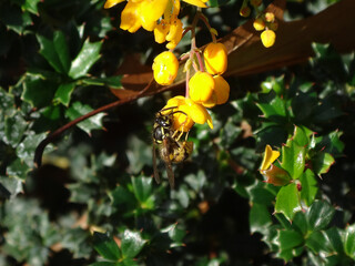 Common wasp (Vespula vulgaris) worker on yellow Darwin’s barberry flowers