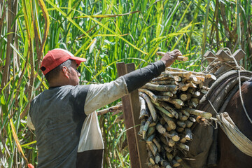 farmer working hard in the sunshine of a summer day, loading his horse with freshly cut sugar cane,...