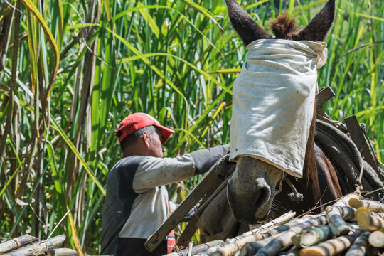 close-up of a mule's head with a white cloth draped over it to block its vision so that it cannot move while the farmer prepares it to be loaded with sugar cane.