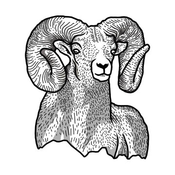 Mountain goat mascot with vector head of bighorn ram. Sport team mascot of isolated cartoon goat animal with angry face