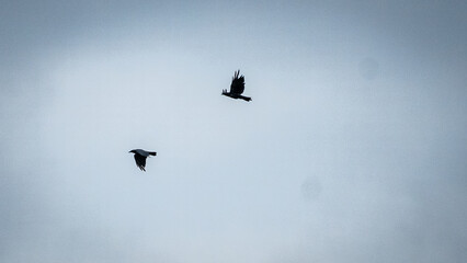 Birds