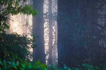 Fog in the forest on a early October morning