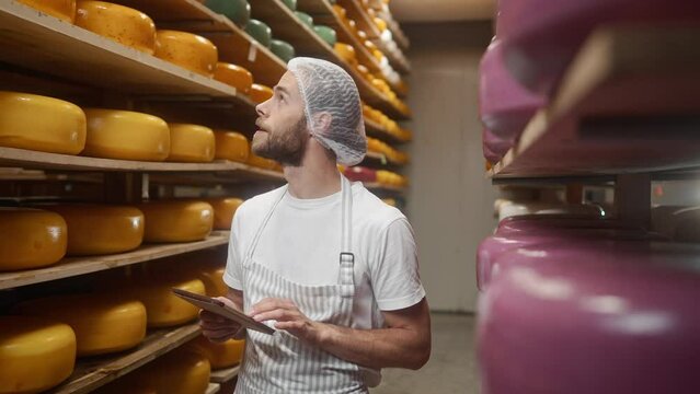 Close up of young Caucasian male worker in apron using tablet devce typing and browsing while checking ripening process of cheese heads. Dairy products concept. Cheese making process at farm