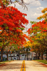 Naklejka premium Um corredor de Flamboyants floridos na Avenida Goiás Norte na cidade de Goiânia.