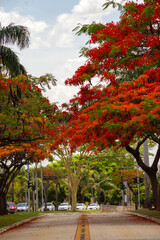 Naklejka premium Um corredor de Flamboyants floridos na Avenida Goiás Norte na cidade de Goiânia.