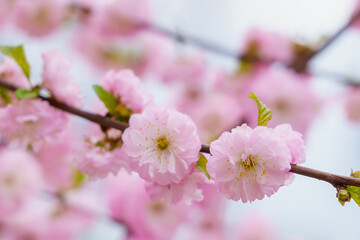 Blossoming sakura tree flower with selective focus on blurred background. Defocused backdrop copy space
