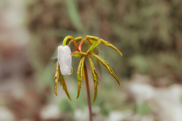 Flor blanca con gota