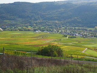 Herbst an der Mosel bei Senheim und Nehren