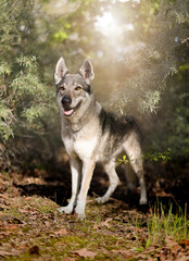 Wolfhund und Abendsonne
