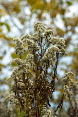 Pluchea camphorata, known as camphorweed or marsh-fleabane during autumn time