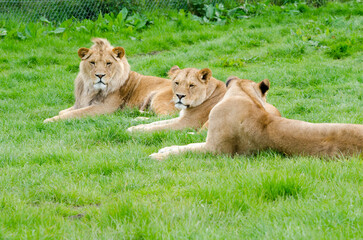 Naklejka premium two lions resting