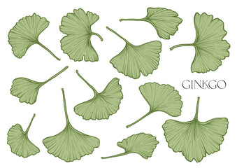 Ginkgo biloba leaves. Clip art, set of elements for design Vector illustration. In botanical style