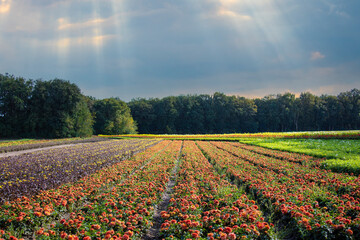 Autumn flower field and blue sky. Agriculture in Limburg, the Netherlands