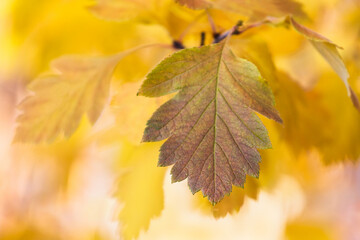 Beautiful autumn card. Autumn leaf on a blurred yellow background.