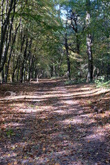 FU 2021-10-24 WahnGeister 74 Ein Weg führt durch den Wald