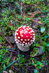 The red toadstool is a poisonous but beautiful forest mushroom