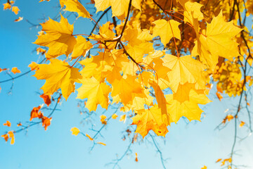 autumn maple yellow leaves close-up against the blue sky. Bright yellow tree leaves on a warm October day. autumn background
