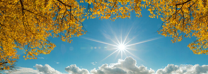 beautiful autumn banner with yellow leaves on the branches of trees against the blue sky and the...