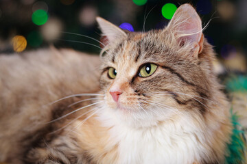 Beautiful Cat near the New Year tree with decoration. Cat on the background of Christmas lights and bokeh. Merry Christmas. Pets. Shiny stars. Portrait Kitten with Green Eyes. Kitten close-up 