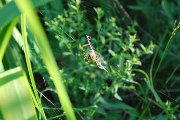 Argiope bruennichi (wasp spider), on a spiderweb among the vegetation of the garden