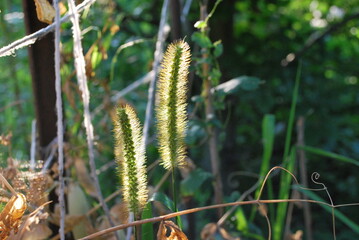 grass inflorescences in the sun