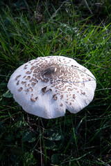 Parasol mushroom growing in a forest meadow on a beautiful autumn day