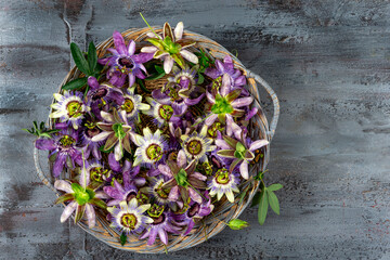 Fototapeta na wymiar basket of Passionflowers -Passiflora Incarnata and Blue Passionflower Caerulea .
