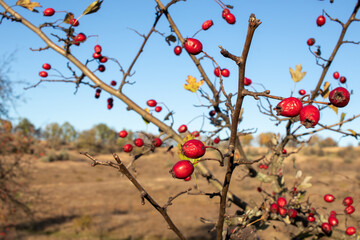 Red berries on a branch. Red hawthorn berries on a tree against a blue sky background. Autumn...