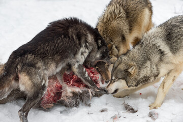 Fototapeta premium Black Phase Grey Wolf (Canis lupus) Lunges at Wolf Over White-Tail Deer Carcass Winter