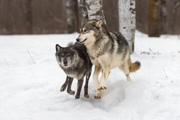 Obraz premium Grey Wolf (Canis lupus) Collides With Black Phase Wolf in Woods Winter