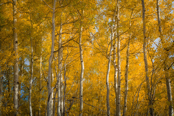 Oxbow Bend Aspens of Wyoming USA