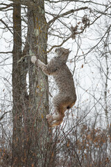 Canadian Lynx (Lynx canadensis) Climbs Up Side of Tree Winter