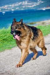 german shepherd dog