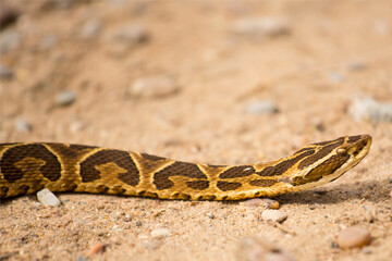 Fototapeta premium SERPIENTE YARARA