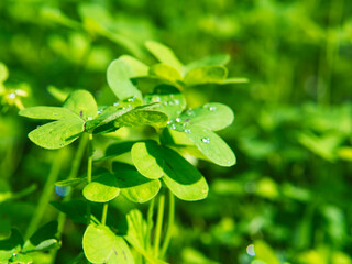 Fototapeta na wymiar Morning mist droplets on bright green clover leaves in the meadows. Outdoors sunny day starts.