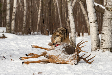Grey Wolf (Canis lupus) Pulls On Body of White-Tail Deer Buck Winter