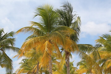 Fototapeta na wymiar Swaying Palm Trees