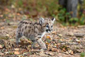 Naklejka na ściany i meble Cougar Kitten (Puma concolor) Runs Right Across Ground Autumn
