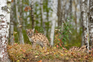Cougar Kitten (Puma concolor) Stands With Eyes Closed in Birches Autumn